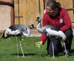 Handaufgezogene Kronenkraniche im Vogelpark Marlow in Mecklenburg-Vorpommern