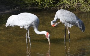 Brolgakraniche im Weltvogelpark Walsrode