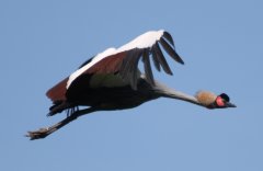 Im Rahmen der Flugschau lässt man im Vogelpark Walsrode auch eine Gruppe von Kronenkranichen frei fliegen
